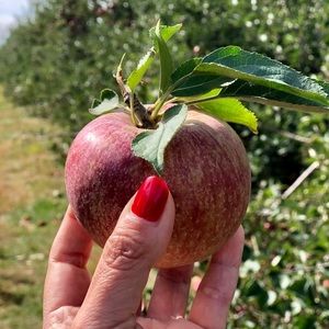 Meet your Posher, Cassandra